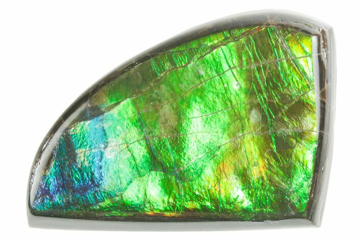 Flashy Ammolite (Fossil Ammonite Shell) - Brilliant Greens #357537